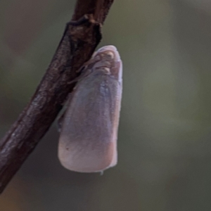 Anzora unicolor at Legacy Park Woodland Reserve - 20 Mar 2024