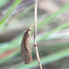 Stenosmylus tenuis (Osmylid lacewing) at Legacy Park Woodland Reserve - 20 Mar 2024 by Hejor1