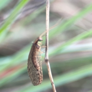 Stenosmylus tenuis at Legacy Park Woodland Reserve - 20 Mar 2024 05:08 PM