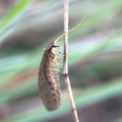 Stenosmylus tenuis at Legacy Park Woodland Reserve - 20 Mar 2024 05:08 PM