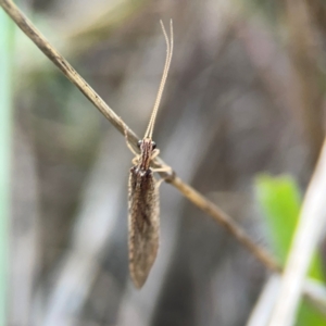 Stenosmylus tenuis at Legacy Park Woodland Reserve - 20 Mar 2024 05:08 PM