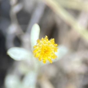 Chrysocephalum apiculatum at Legacy Park Woodland Reserve - 20 Mar 2024