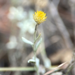 Chrysocephalum apiculatum at Legacy Park Woodland Reserve - 20 Mar 2024