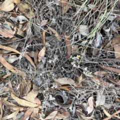 Chrysocephalum apiculatum at Legacy Park Woodland Reserve - 20 Mar 2024