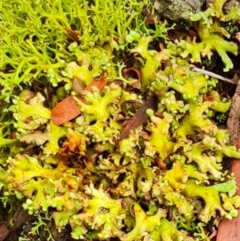 Unverified Lichen, Moss or other Bryophyte at Gungaderra Grasslands - 20 Mar 2024 by WalkYonder