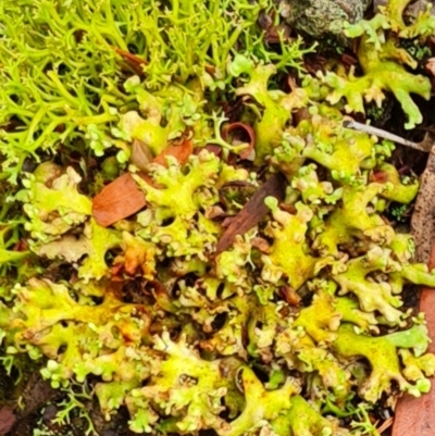 Unidentified Lichen, Moss or other Bryophyte at Gungaderra Grasslands - 20 Mar 2024 by WalkYonder