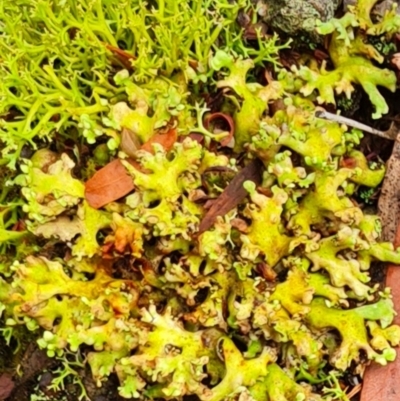 Unverified Lichen, Moss or other Bryophyte at Gungaderra Grasslands - 20 Mar 2024 by WalkYonder