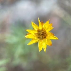 Xerochrysum viscosum at Legacy Park Woodland Reserve - 20 Mar 2024