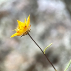 Xerochrysum viscosum at Legacy Park Woodland Reserve - 20 Mar 2024 05:06 PM