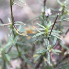 Xerochrysum viscosum at Legacy Park Woodland Reserve - 20 Mar 2024 05:06 PM