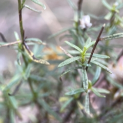 Xerochrysum viscosum at Legacy Park Woodland Reserve - 20 Mar 2024