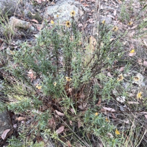 Xerochrysum viscosum at Legacy Park Woodland Reserve - 20 Mar 2024