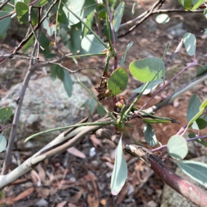 Apiomorpha munita at Legacy Park Woodland Reserve - 20 Mar 2024