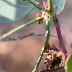 Apiomorpha munita at Legacy Park Woodland Reserve - 20 Mar 2024