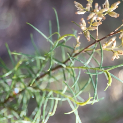 Cassinia quinquefaria (Rosemary Cassinia) at Campbell, ACT - 20 Mar 2024 by Hejor1