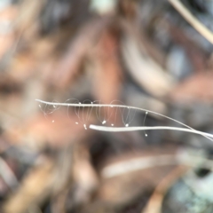 Neuroptera (order) (Unidentified lacewing) at Legacy Park Woodland Reserve - 20 Mar 2024 by Hejor1