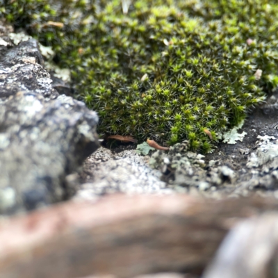 Grimmia sp. at Legacy Park Woodland Reserve - 20 Mar 2024 by Hejor1