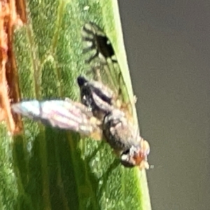 Trupanea (genus) at Legacy Park Woodland Reserve - 20 Mar 2024 04:59 PM