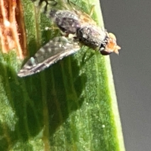 Trupanea (genus) at Legacy Park Woodland Reserve - 20 Mar 2024 04:59 PM