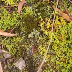 Cladonia sp. (genus) at Gungaderra Grasslands - 21 Mar 2024 12:23 AM