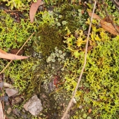 Cladonia sp. (genus) at Gungaderra Grasslands - 21 Mar 2024