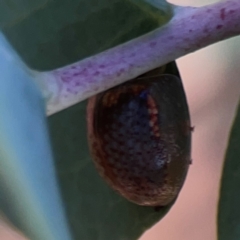 Unidentified Leaf beetle (Chrysomelidae) at Campbell, ACT - 20 Mar 2024 by Hejor1