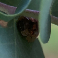 Paropsisterna m-fuscum at Legacy Park Woodland Reserve - 20 Mar 2024