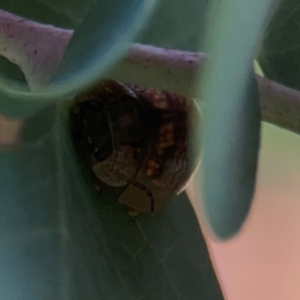 Paropsisterna m-fuscum at Legacy Park Woodland Reserve - 20 Mar 2024 04:58 PM