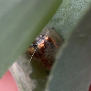 Paropsisterna m-fuscum at Legacy Park Woodland Reserve - 20 Mar 2024 04:58 PM