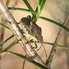 Oncocoris geniculatus at Legacy Park Woodland Reserve - 20 Mar 2024