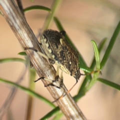 Oncocoris geniculatus at Legacy Park Woodland Reserve - 20 Mar 2024