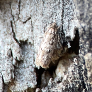 Hofmannophila pseudospretella at Legacy Park Woodland Reserve - 20 Mar 2024 04:42 PM