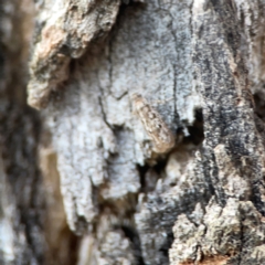 Hofmannophila pseudospretella at Legacy Park Woodland Reserve - 20 Mar 2024