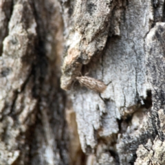 Hofmannophila pseudospretella at Legacy Park Woodland Reserve - 20 Mar 2024