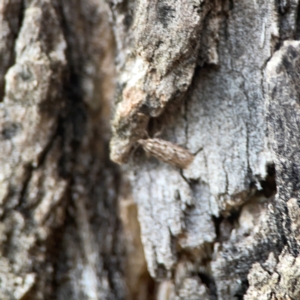 Hofmannophila pseudospretella at Legacy Park Woodland Reserve - 20 Mar 2024