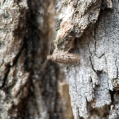 Hofmannophila pseudospretella at Legacy Park Woodland Reserve - 20 Mar 2024