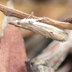 Faveria tritalis (Couchgrass Webworm) at Campbell, ACT - 20 Mar 2024 by Hejor1