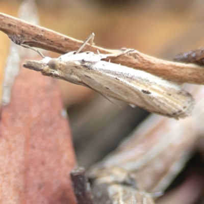 Faveria tritalis (Couchgrass Webworm) at Legacy Park Woodland Reserve - 20 Mar 2024 by Hejor1