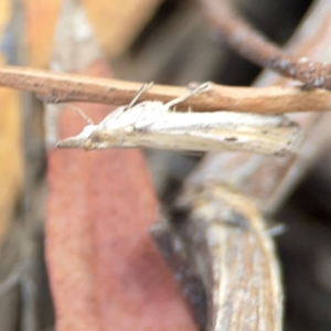 Faveria tritalis at Legacy Park Woodland Reserve - 20 Mar 2024 04:38 PM