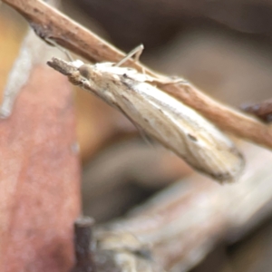 Faveria tritalis at Legacy Park Woodland Reserve - 20 Mar 2024