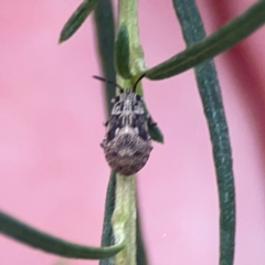 Nysius sp. (genus) (Seed bug) at Campbell, ACT - 20 Mar 2024 by Hejor1