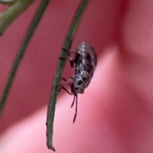 Nysius sp. (genus) at Legacy Park Woodland Reserve - 20 Mar 2024