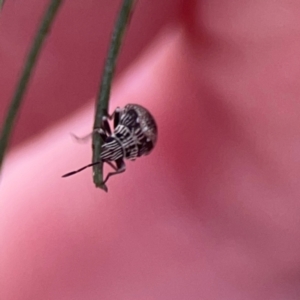 Nysius sp. (genus) at Legacy Park Woodland Reserve - 20 Mar 2024