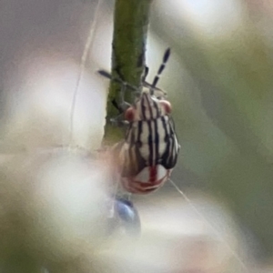 Lygaeidae (family) at Legacy Park Woodland Reserve - 20 Mar 2024 04:37 PM