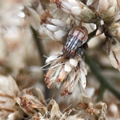 Lygaeidae (family) at Legacy Park Woodland Reserve - 20 Mar 2024