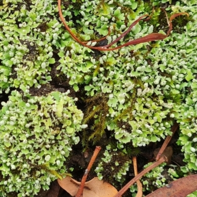 Unverified Lichen, Moss or other Bryophyte at Gungaderra Grasslands - 20 Mar 2024 by WalkYonder