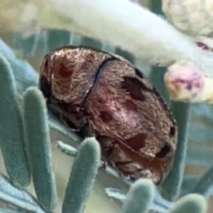 Elaphodes sp. (genus) (Leaf beetle) at Campbell, ACT - 20 Mar 2024 by Hejor1