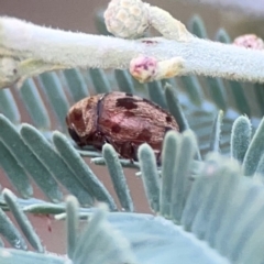 Elaphodes sp. (genus) at Legacy Park Woodland Reserve - suppressed