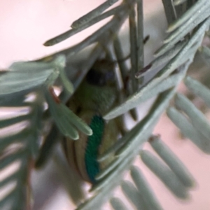 Calomela juncta at Legacy Park Woodland Reserve - 20 Mar 2024