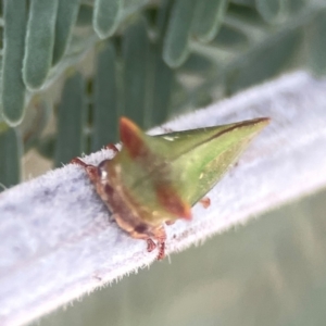 Sextius virescens at Legacy Park Woodland Reserve - 20 Mar 2024 04:26 PM